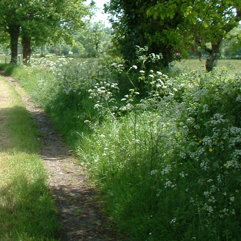 Chiché - Les bois de Chausserais