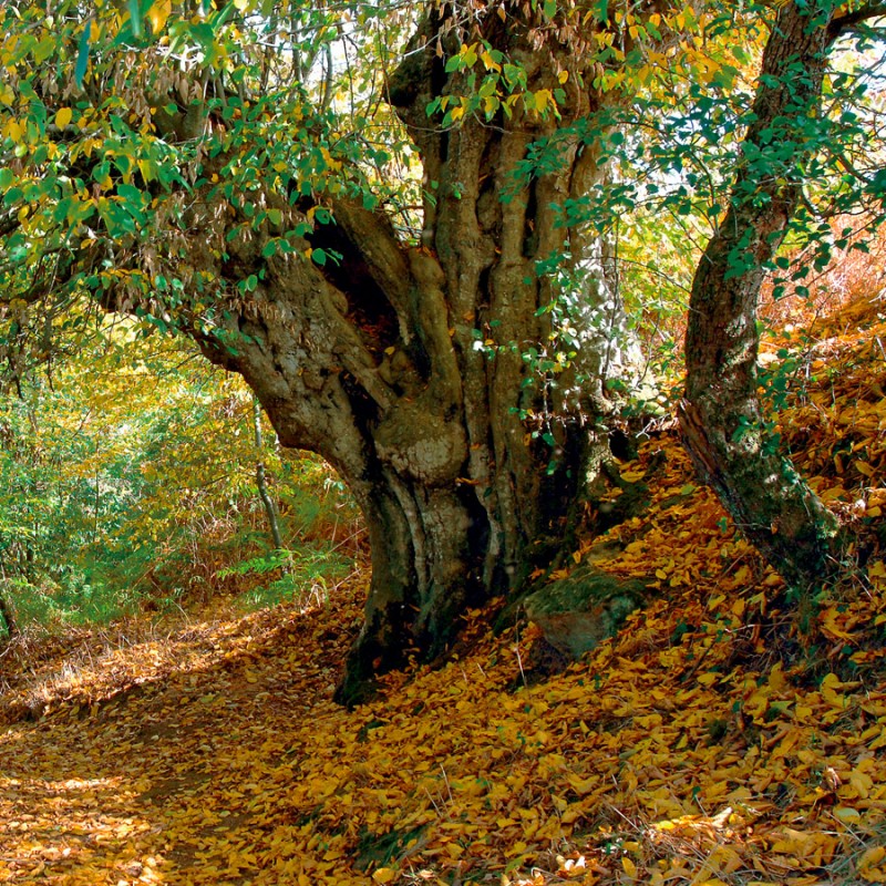 Saint-Marsault - La virée des pommiers fleuris