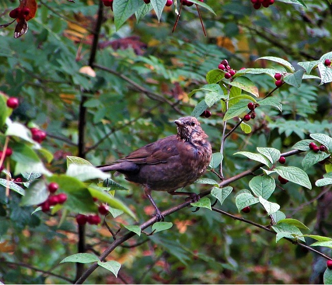 bird-3