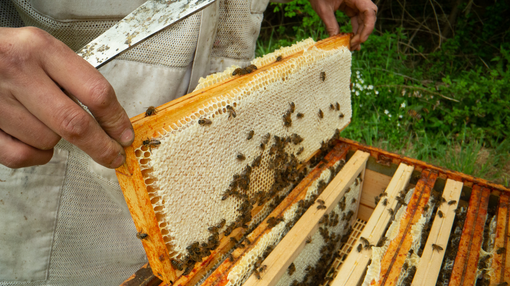 L'Abeille Poitevine