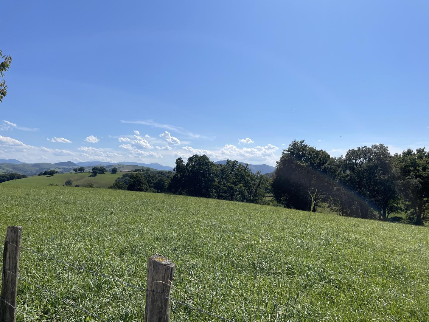 Uhaldeberria