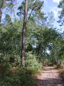 Casteljaloux, porte de la forêt landaise