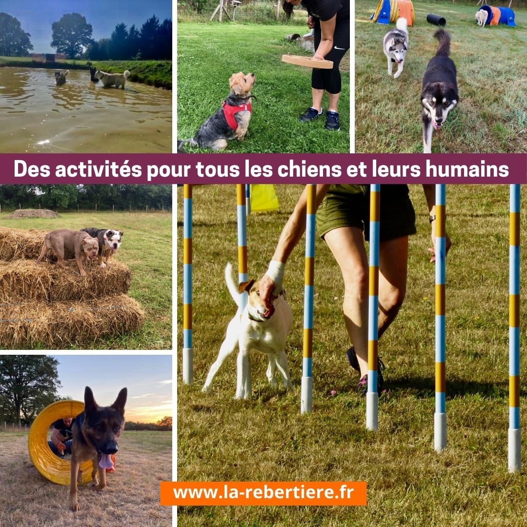 Gîte CrazySam du Parc Canin de la Rebertière