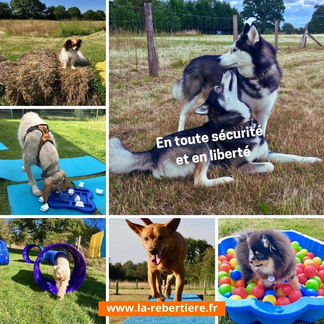 Gîte CrazySam du Parc Canin de la Rebertière