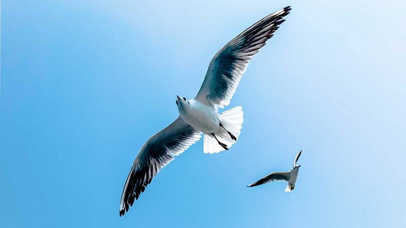 Prés Salés Ouest, découverte faune et flore