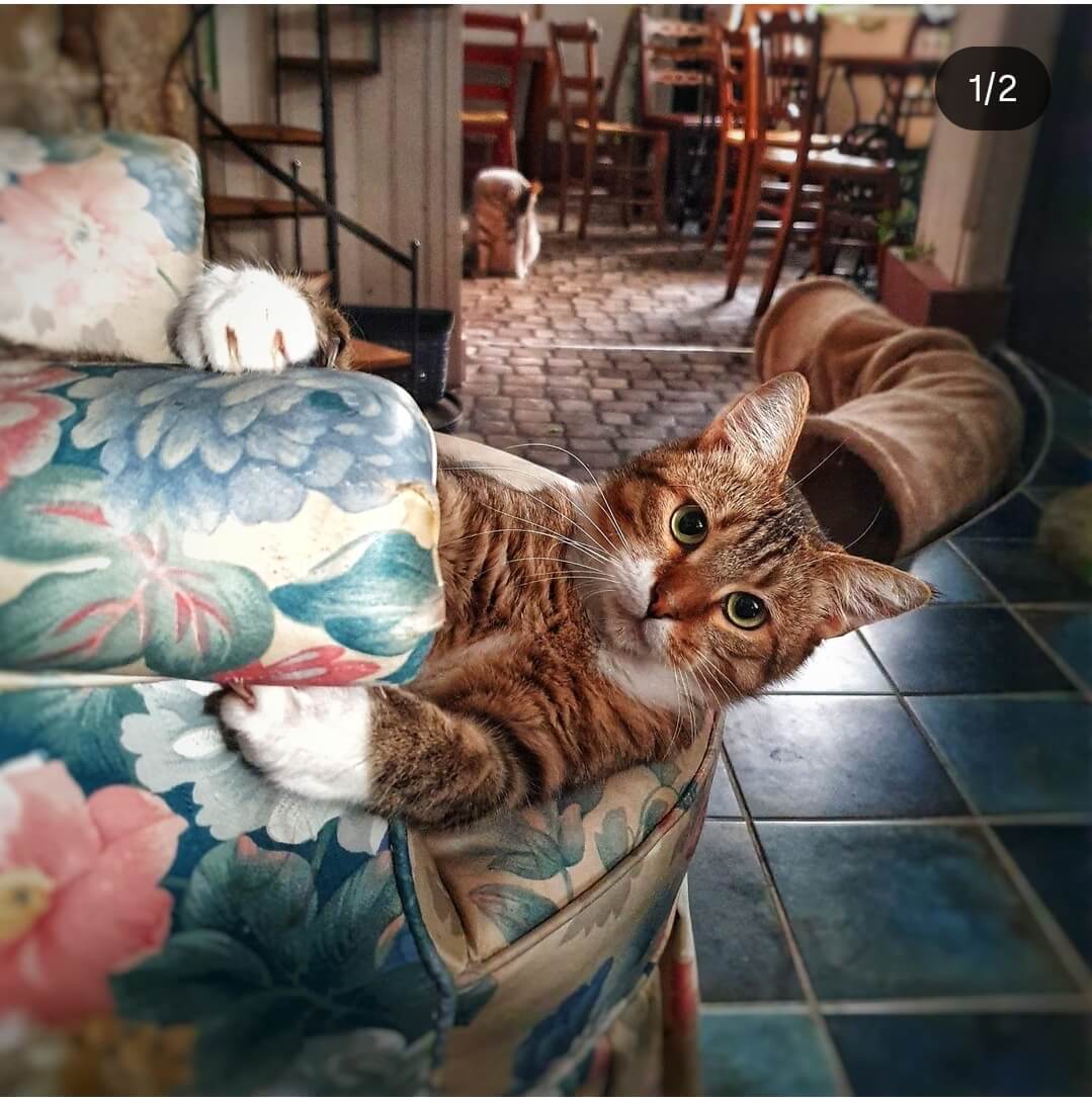 Once Upon a Cat