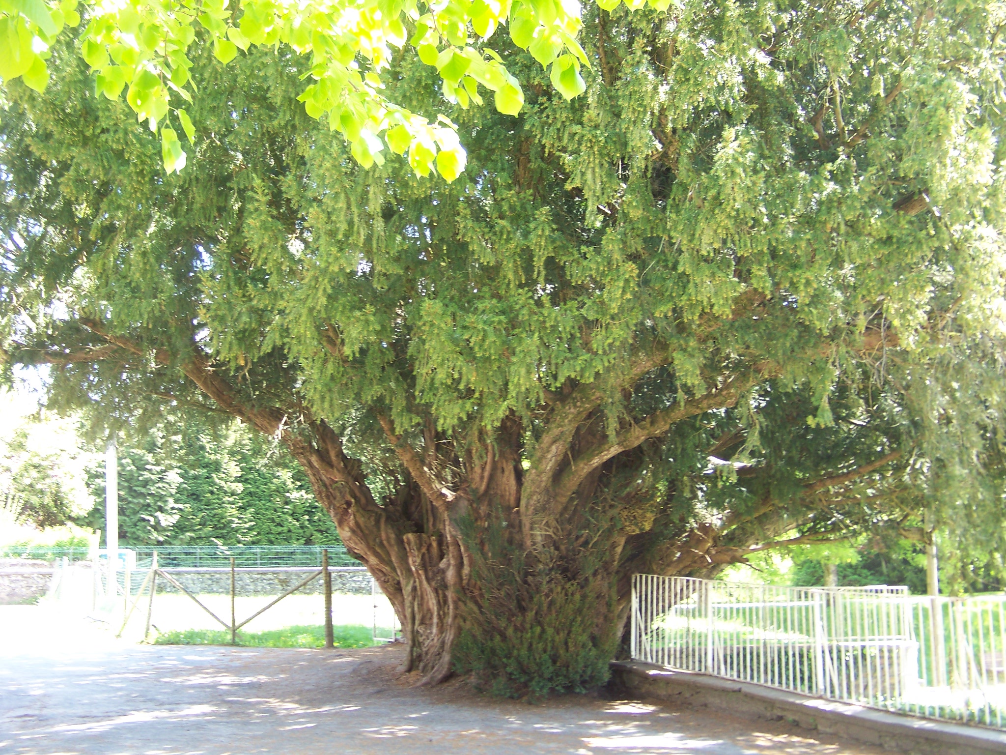 If de Vigeois, Vigeois - photo 3