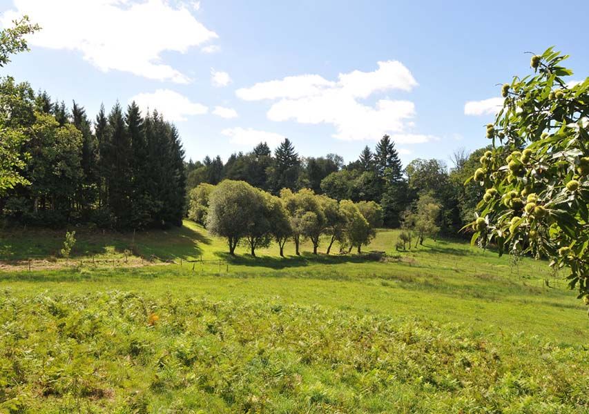 Chemin des hautes forêts