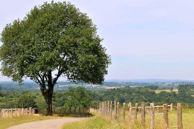 Sentier Les Tupes