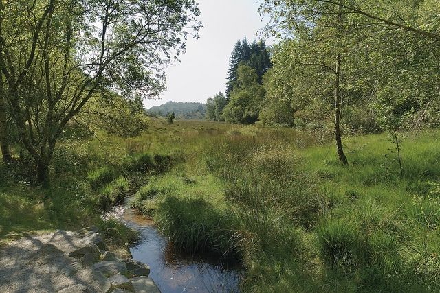 Réserve Naturelle de la Tourbière des Dauges - CEN Nouvelle-Aquitaine