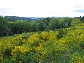 Forêt domaniale de la Feuillade