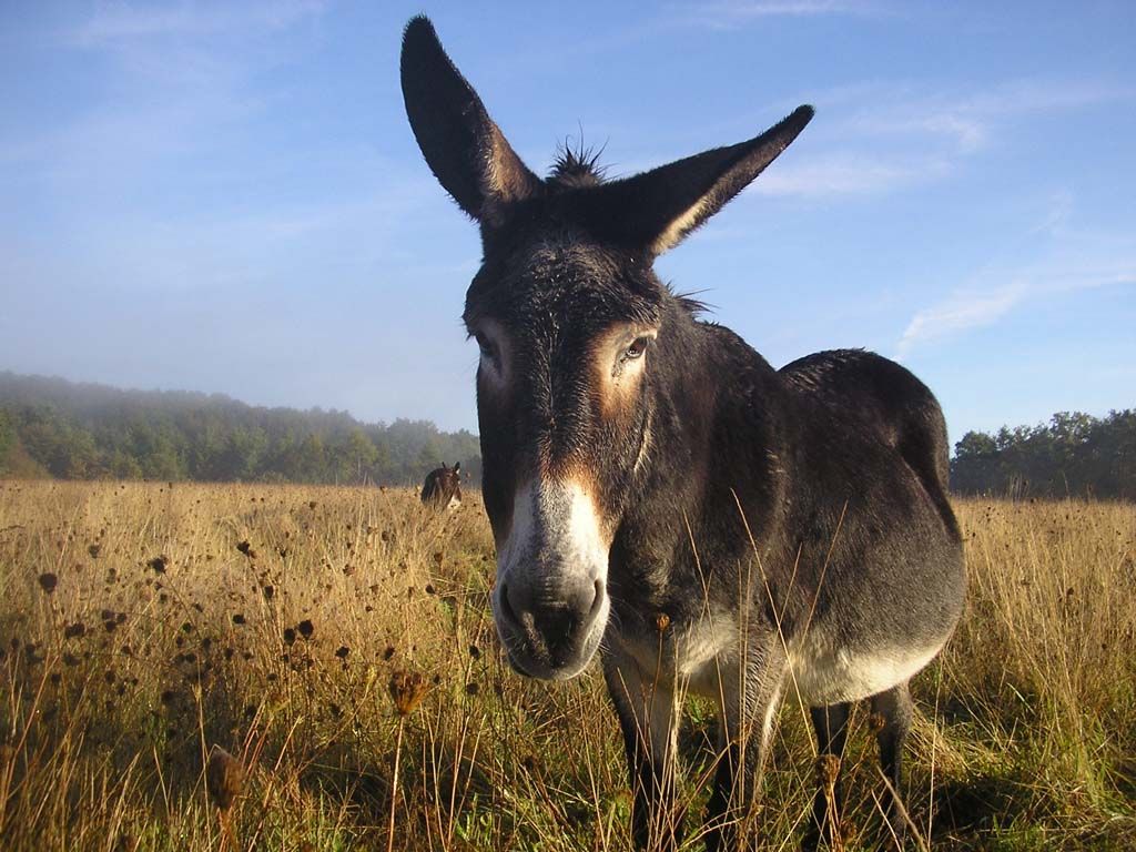 Roulotte de la Ferme des Anes de Vassivière