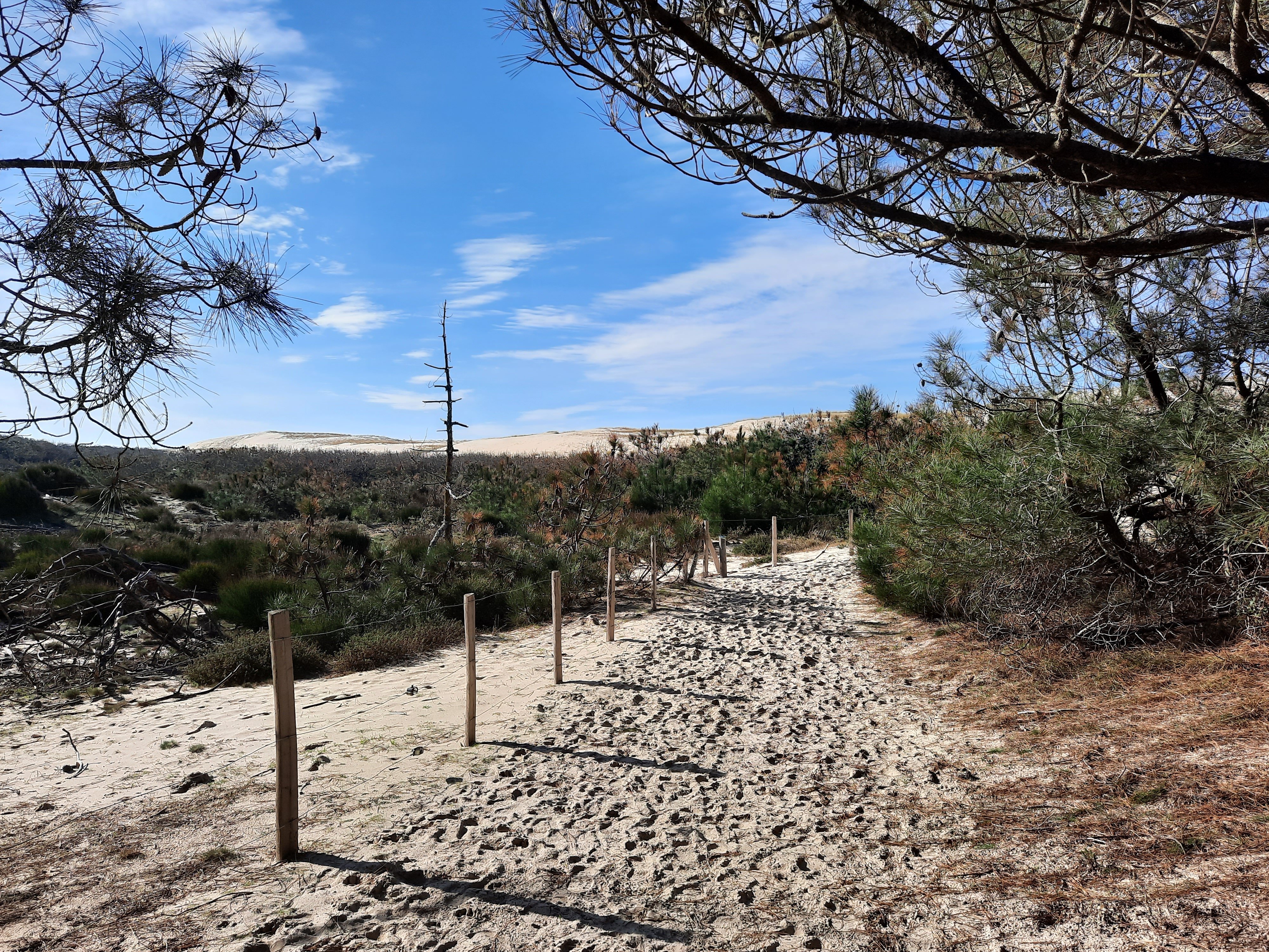 Sentier de la Linaire - Réserve Naturelle de Hourtin