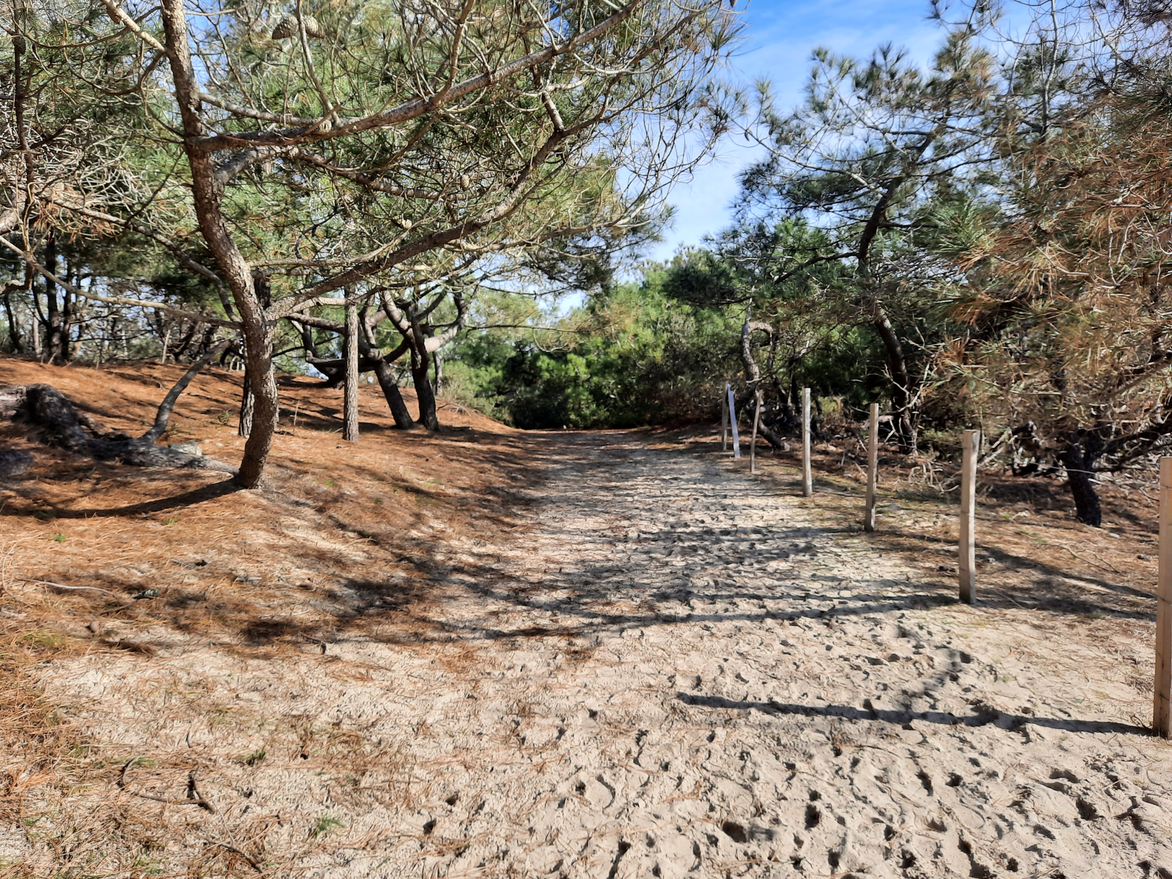 Sentier des genêts - Réserve Naturelle de Hourtin