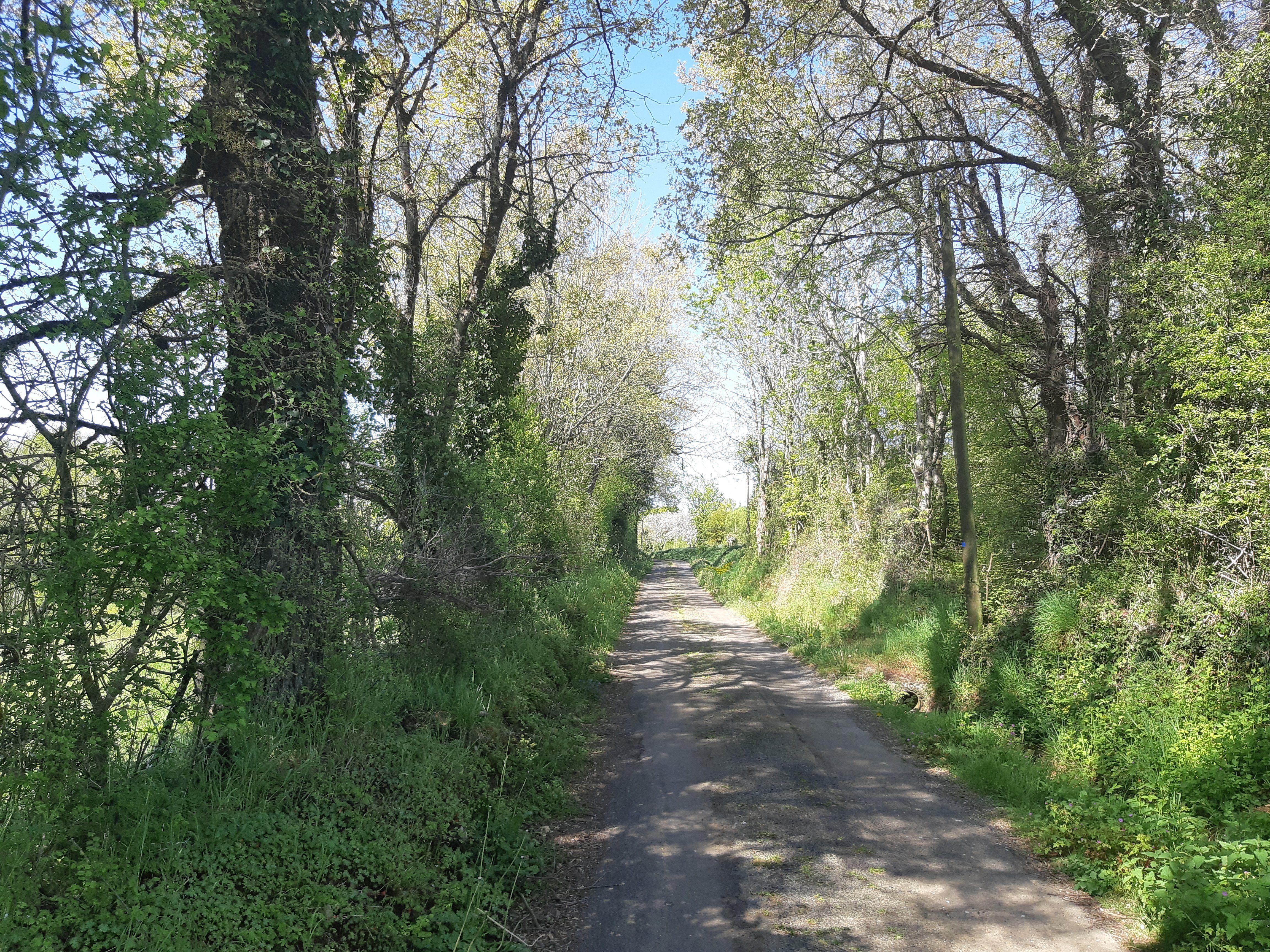 Balade au pays des arbres têtards