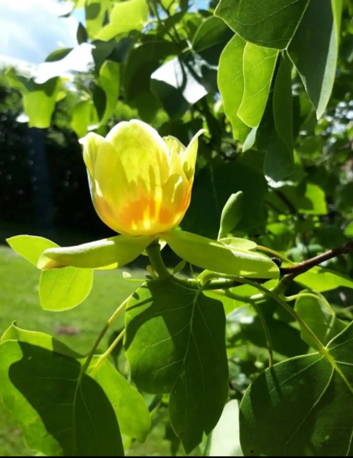 Le Tulipier