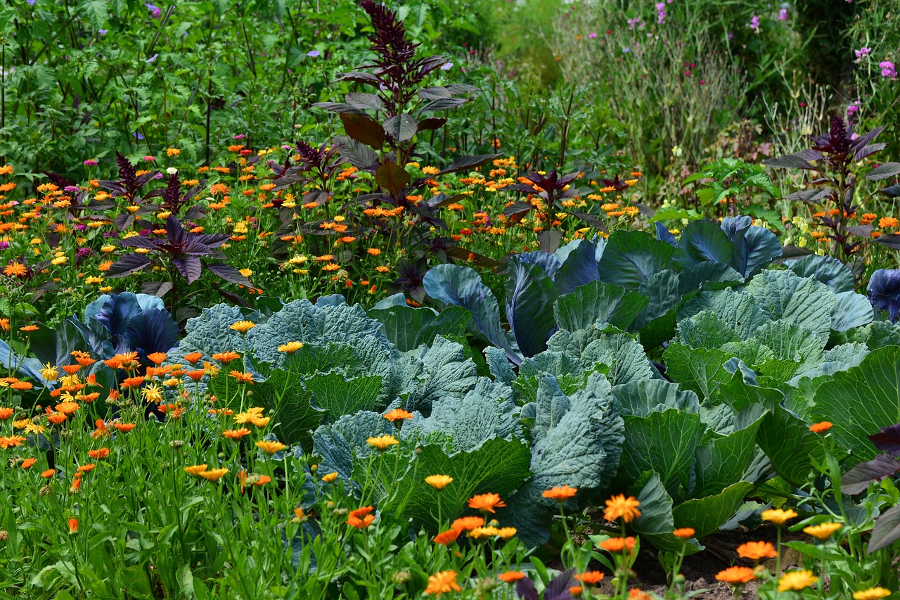 EARL Terres de Ciel - légumes, œufs, fromage de brebis en biodynamie