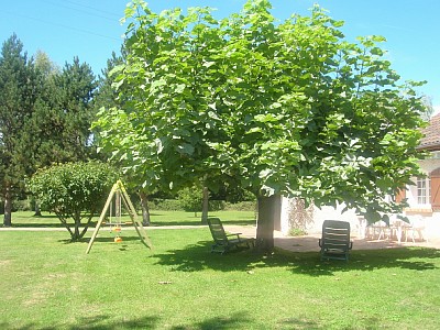Le catalpa