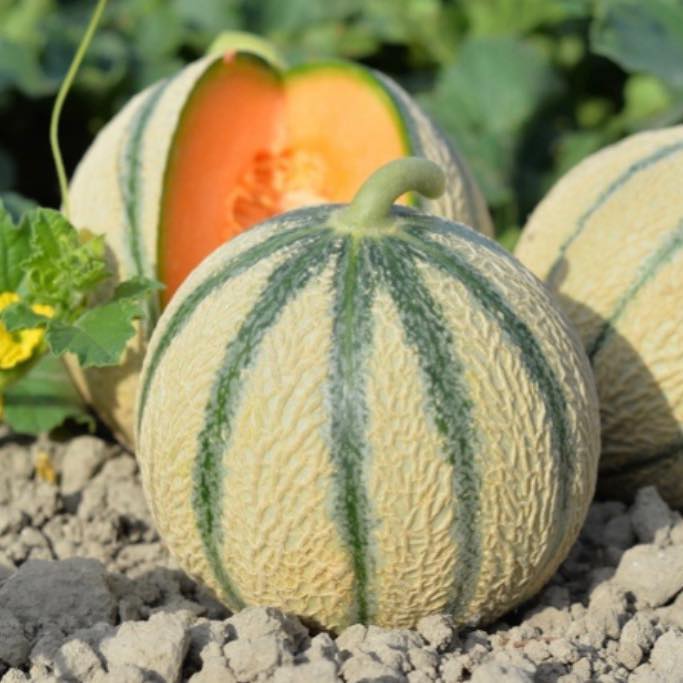 Melons