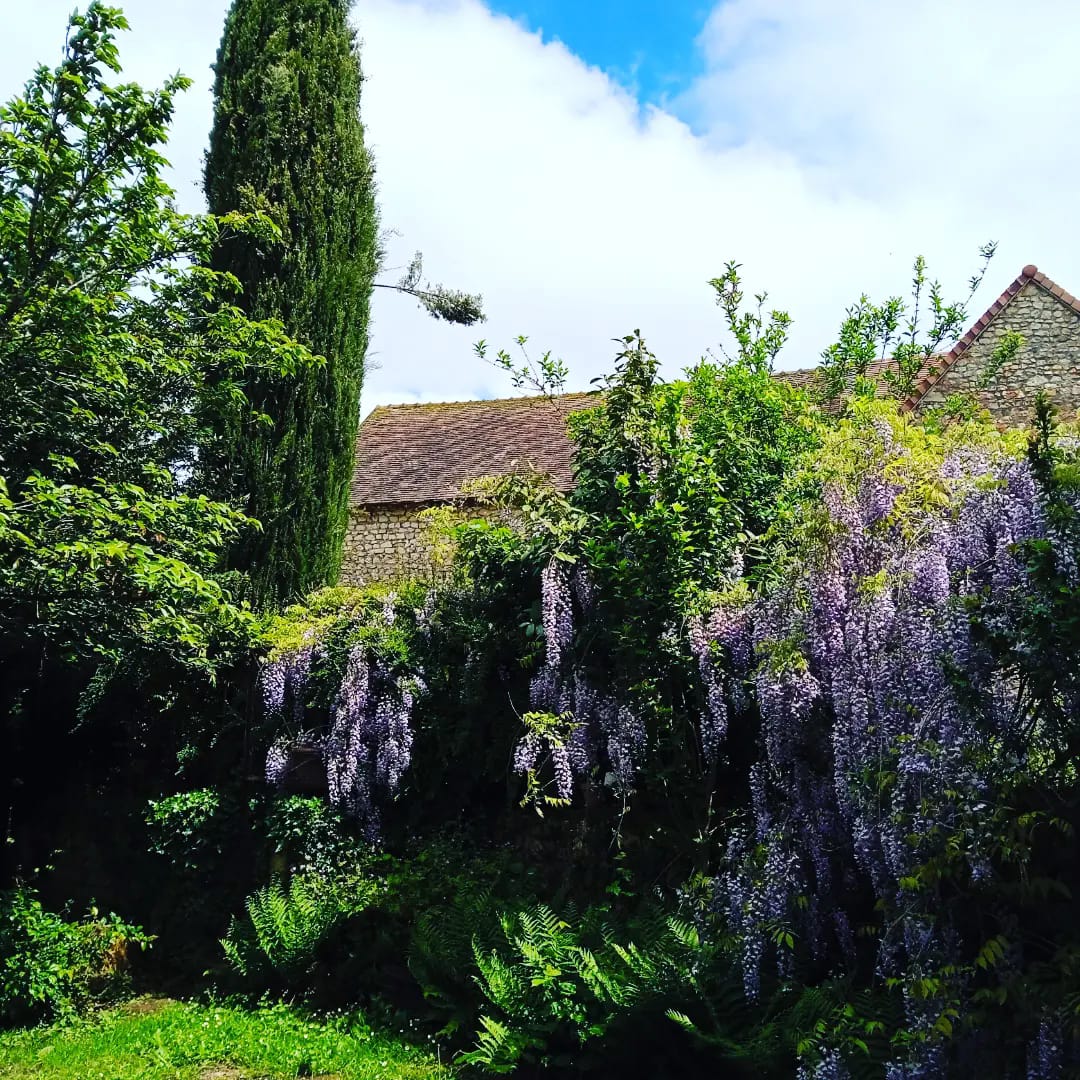 Les Glycines