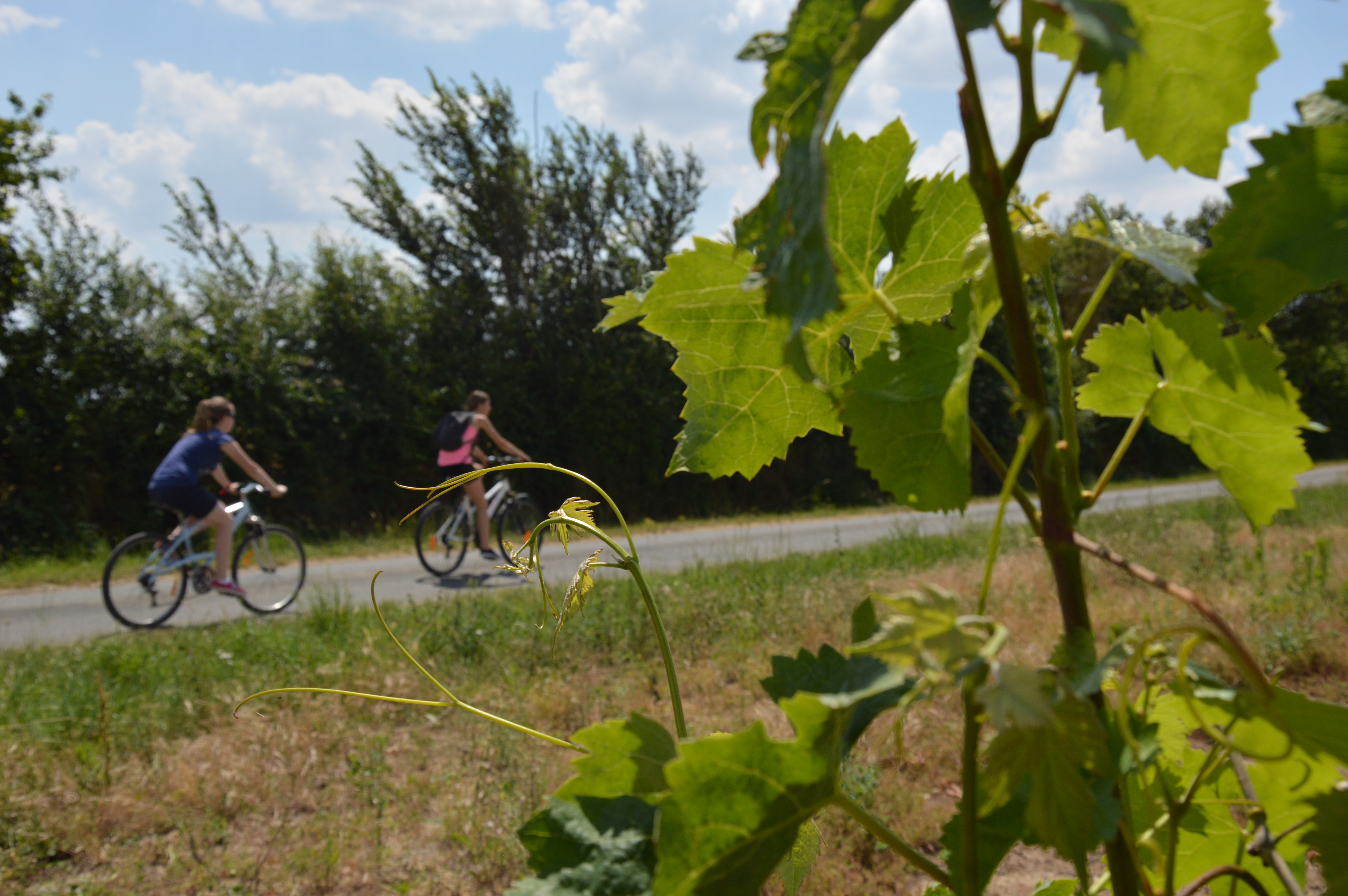 Le Thouet à vélo : Boucle "Entre vignes et ponts en argentonnais"
