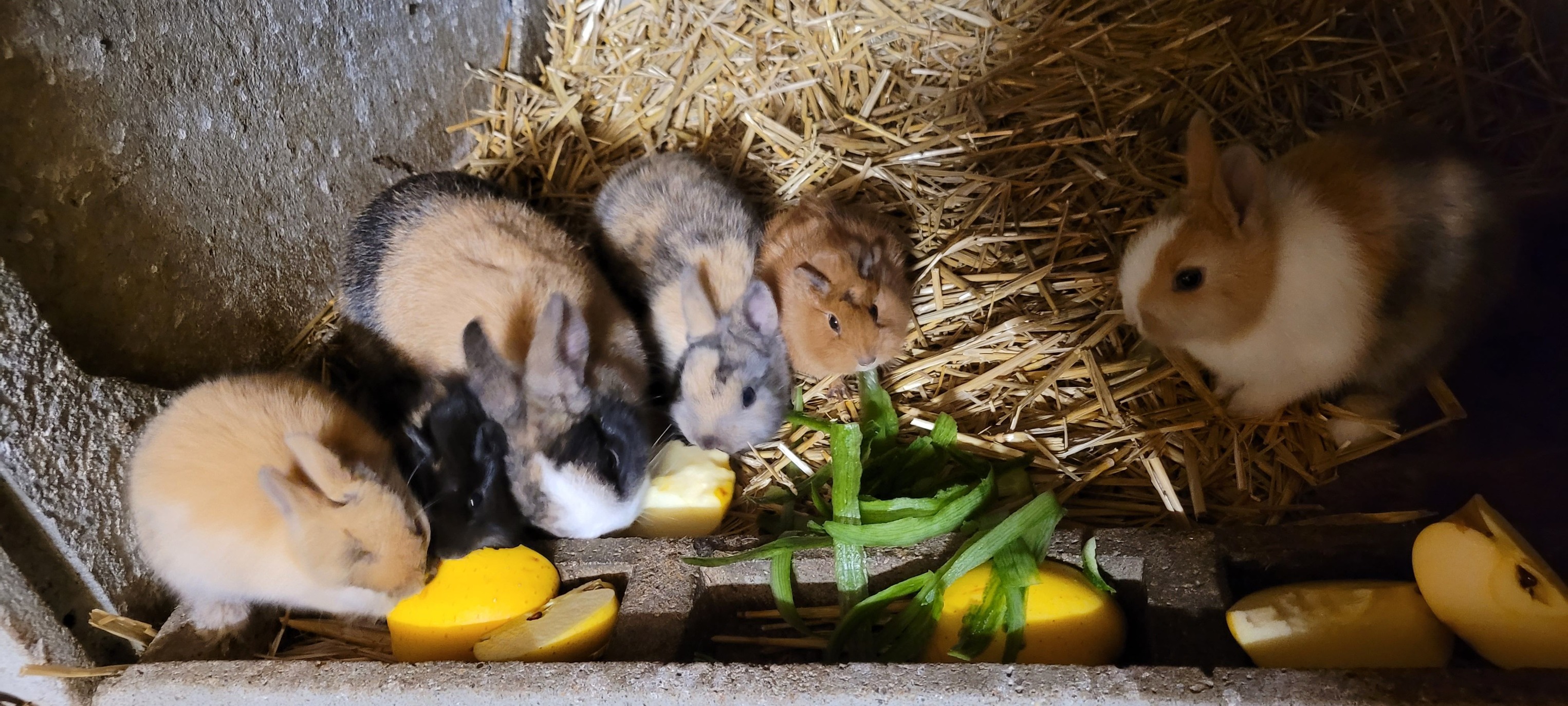 En attendant Noël : animaux et câlins
