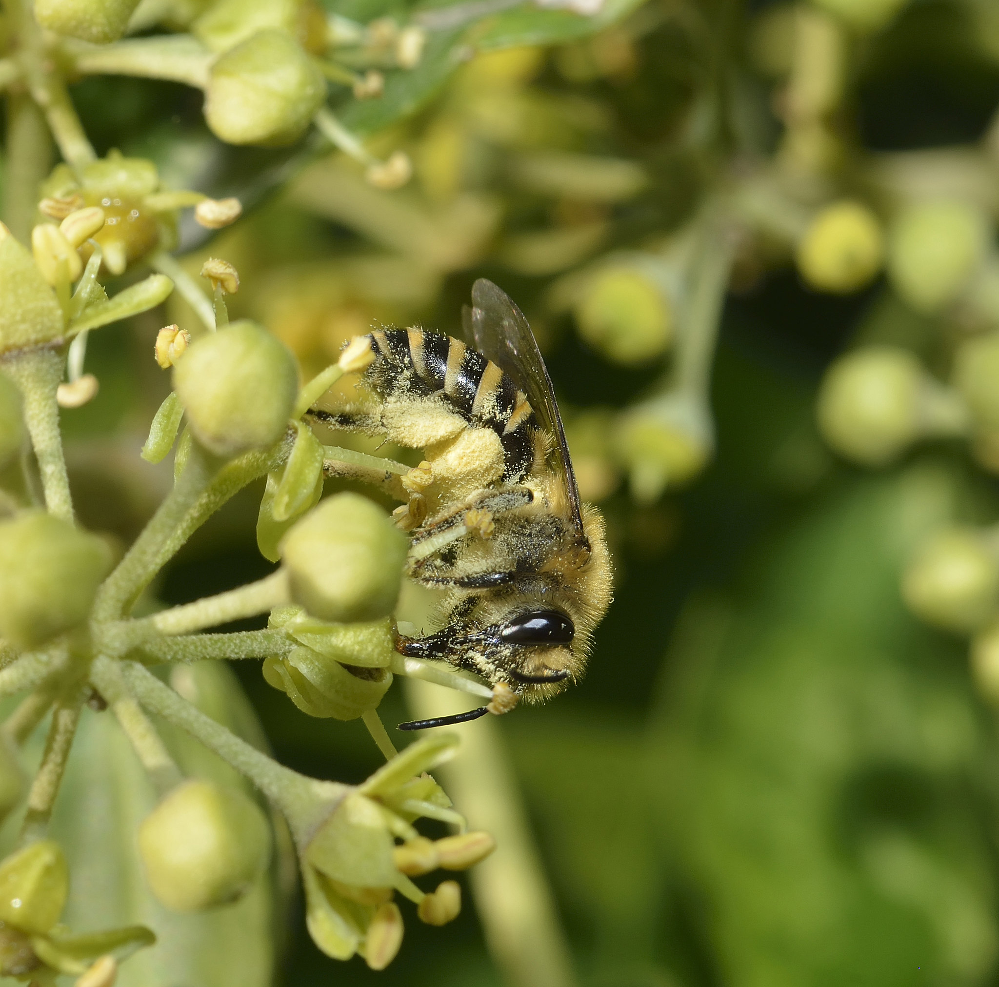 Foire aux fruits d'automne et Grand jeu à la découverte des pollinisateurs !
