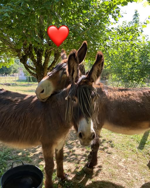 Camping La Ferme des Lamas