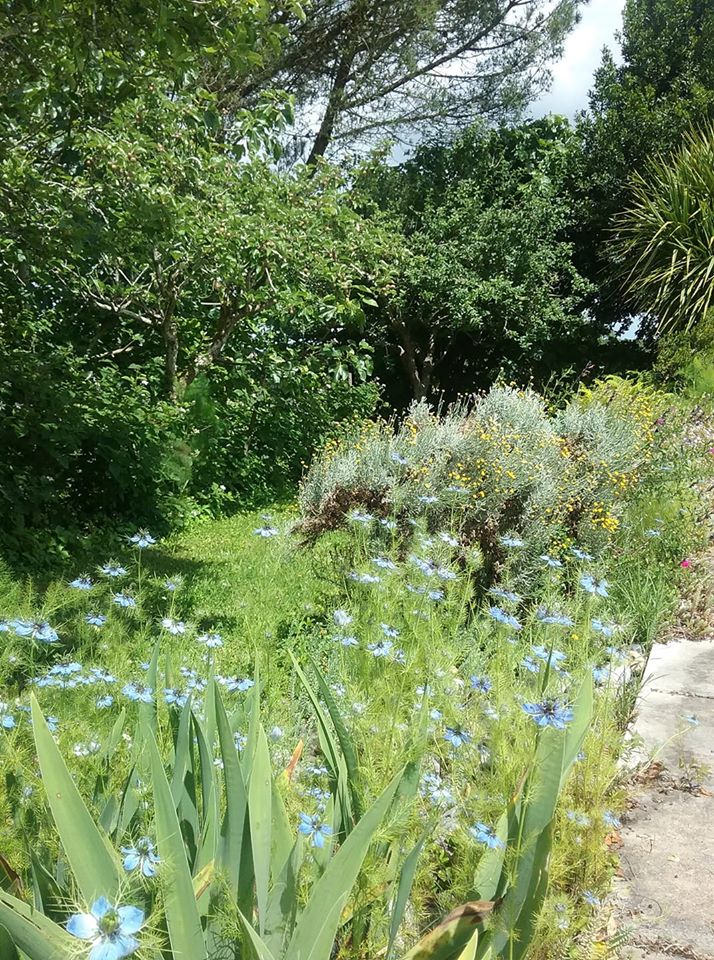Les jardins de Nigelle