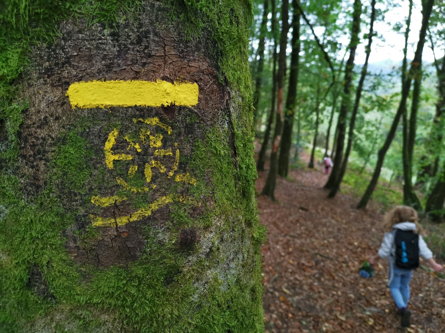 Circuit Pédestre N°56 : "Sentier de découverte des Champs de pierres et cascades d'Augerolles"
