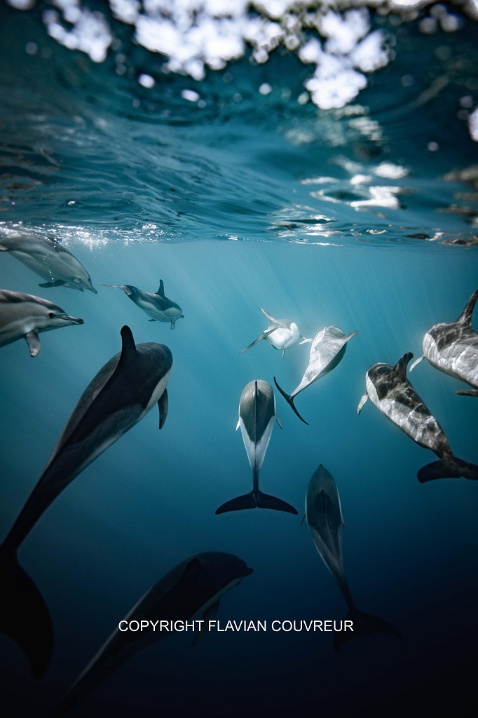 Apex Cetacea