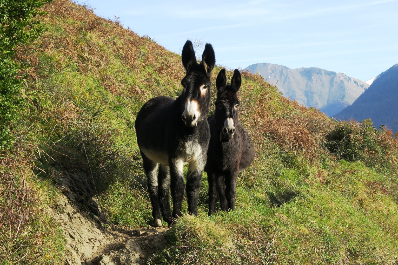 N°5 Fougeraies de Laünde