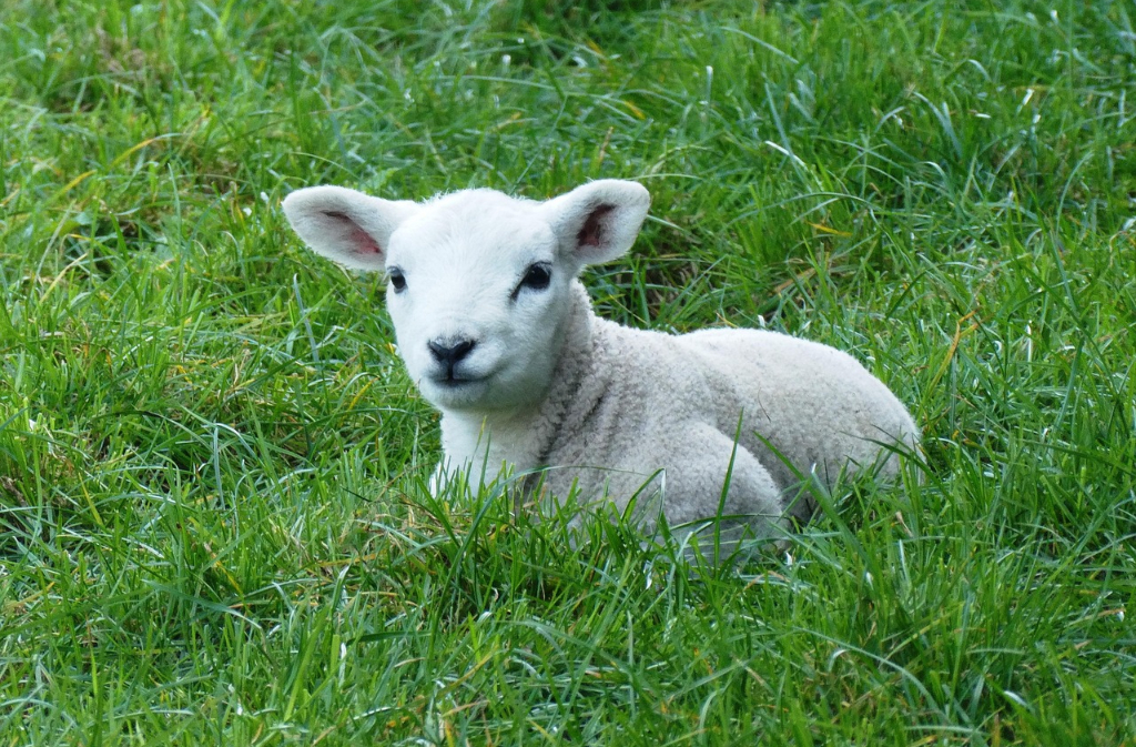 Exposition | Les animaux de la ferme - Pierre Bacogne - Photographie