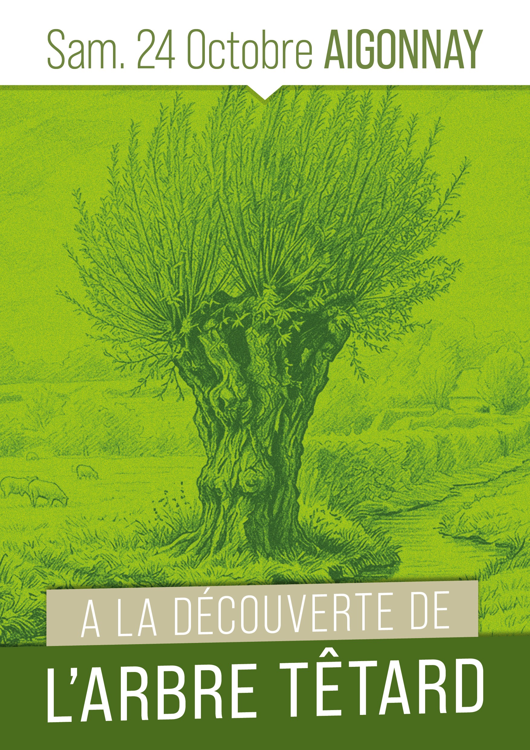À la découverte de l'arbre tétard