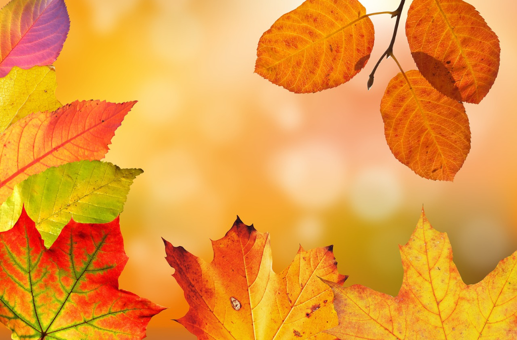 Atelier | Peindre les couleurs de l'automne