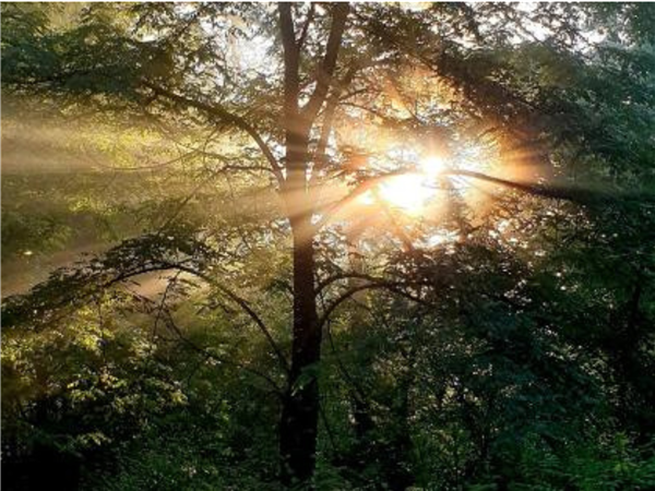 Affiche ou photo : Bain de forêt à BLASIMON