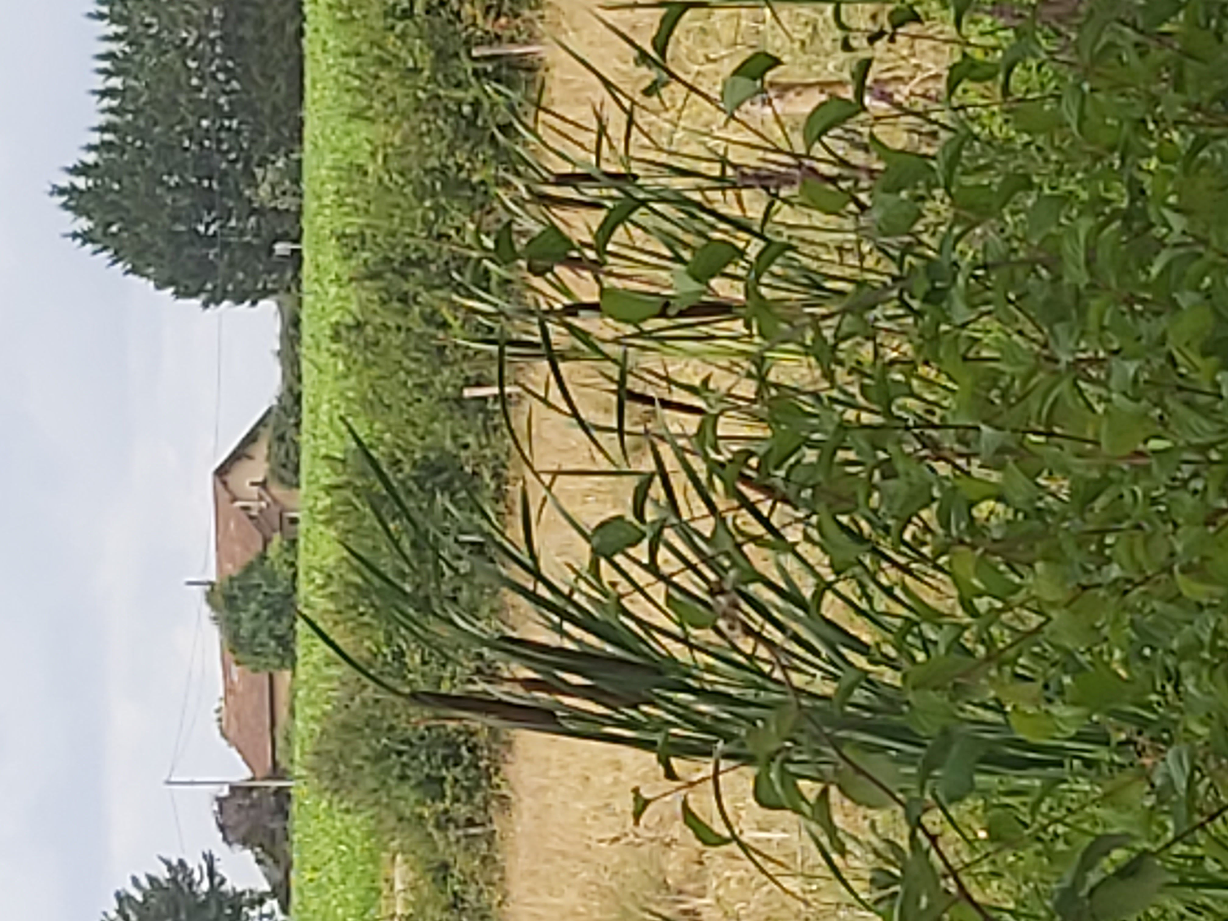 Balade à roulettes - Lac de la Prade