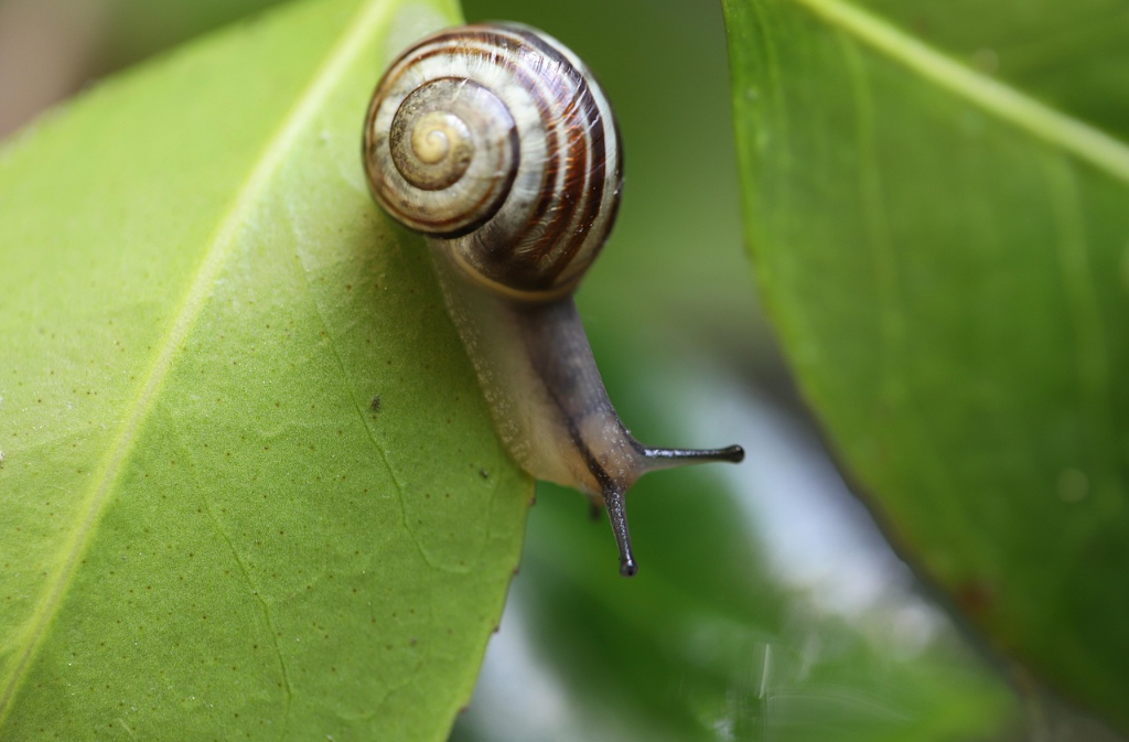 Journées de la Biodiversité | Ateliers et spectacle