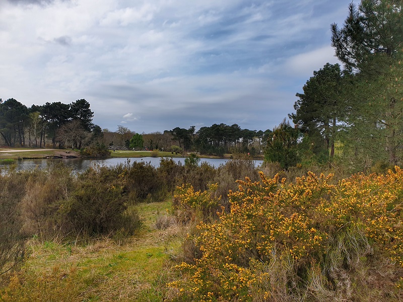 Le bois des sources du Peugue