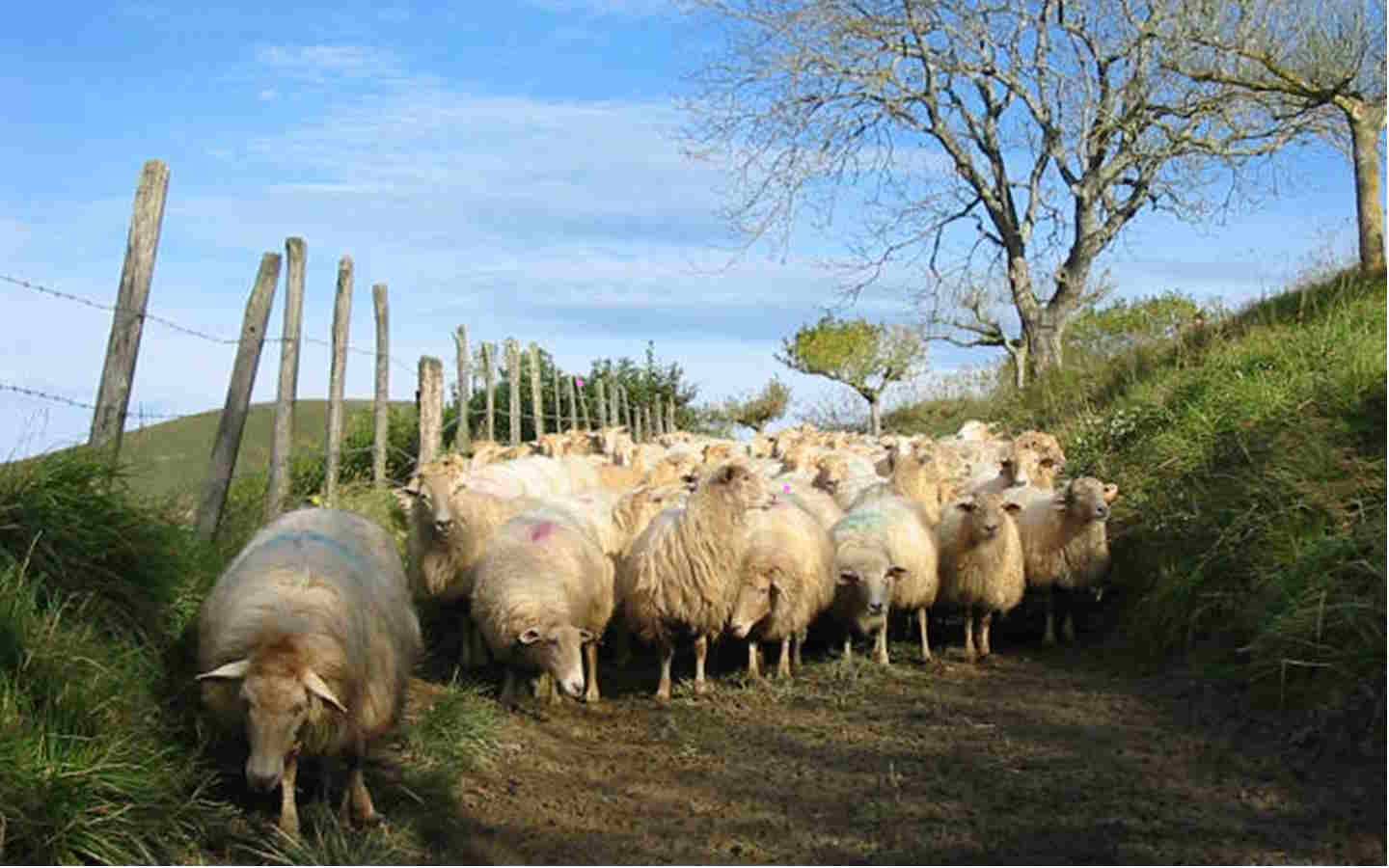 Visite et goûter à la ferme Landran