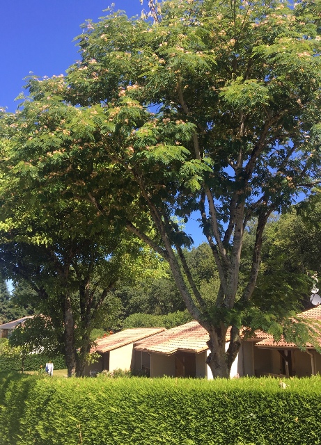Bungalow les Thuyas