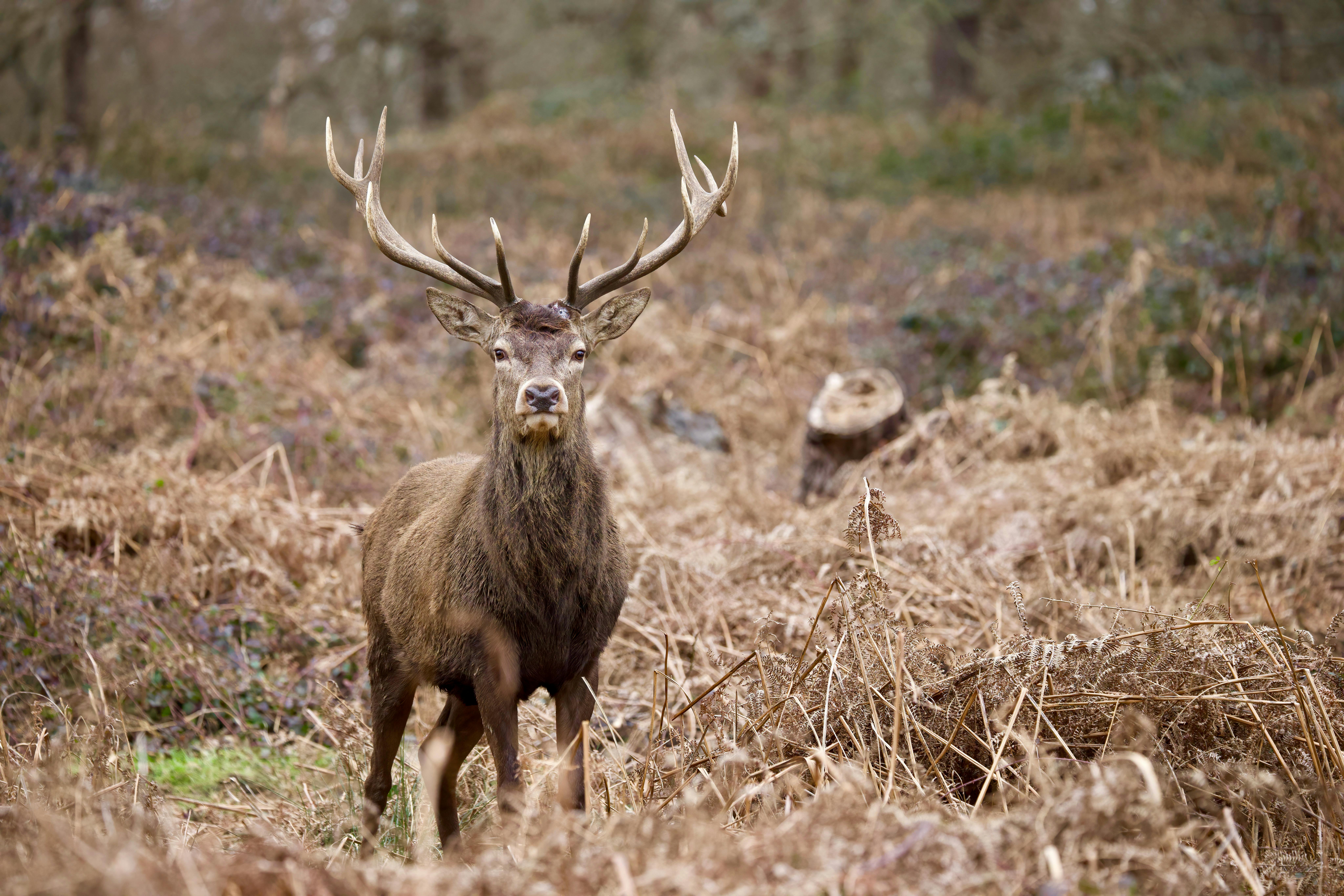 Les découvertes de Monta : Veillée sonore brame du cerf