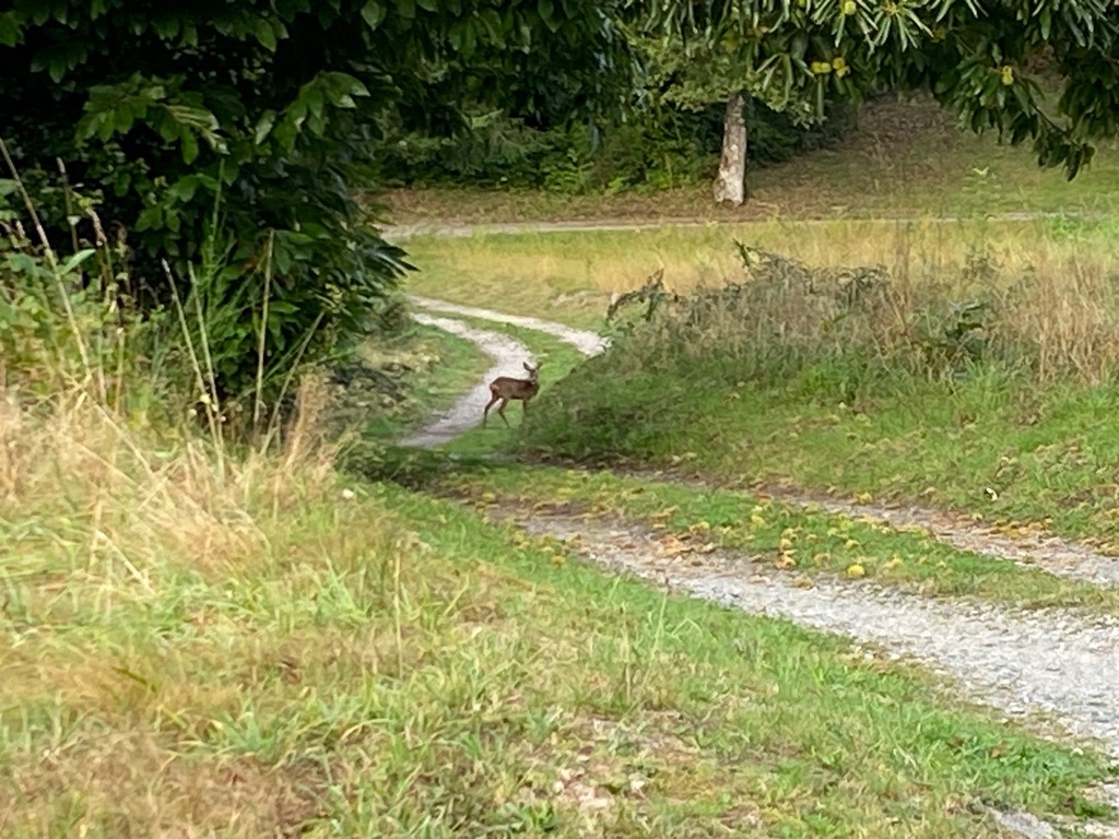 Chambre d'hôtes Référence L'Orée de la forêt