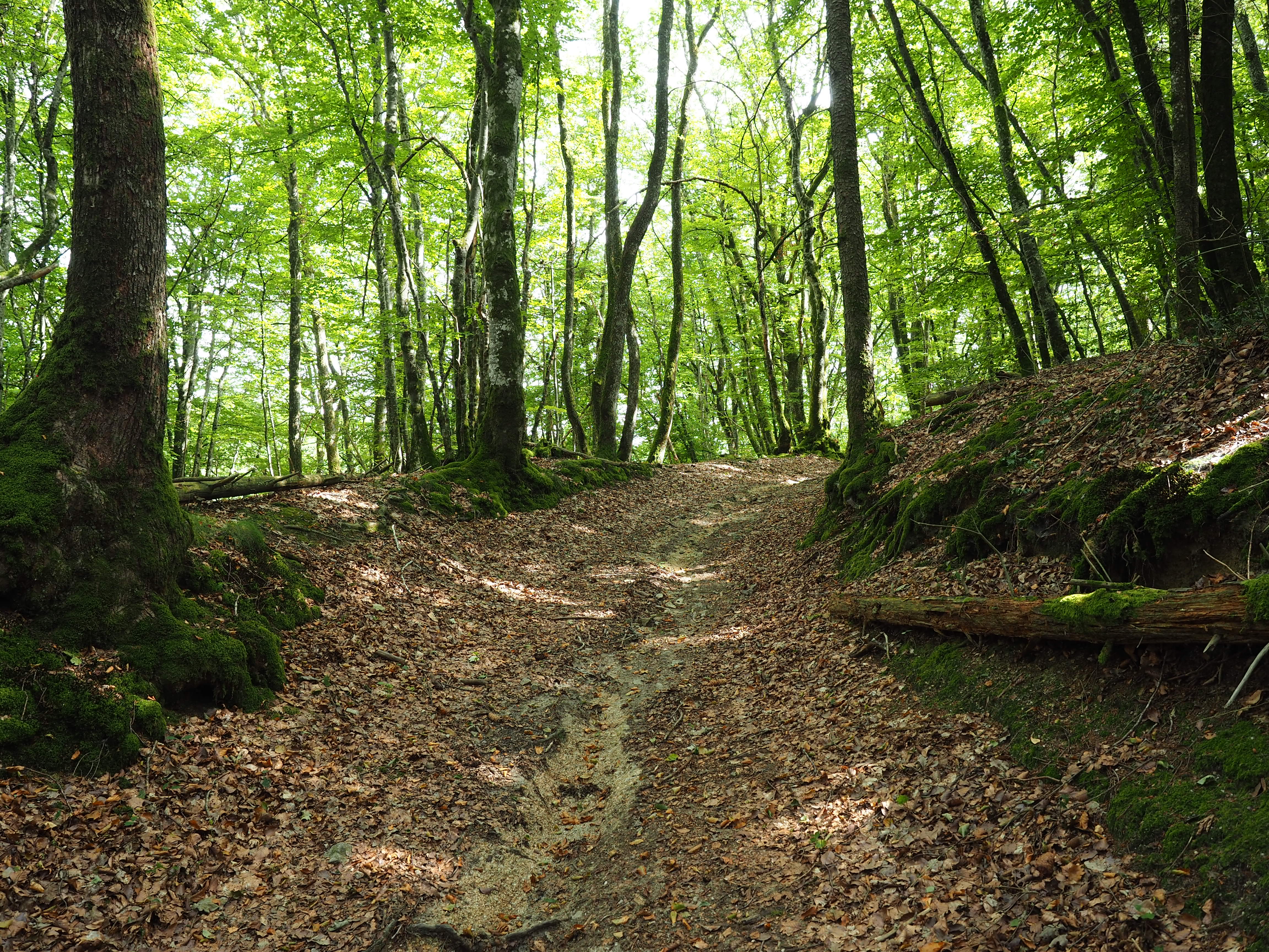 Circuit du Bois de Drouille