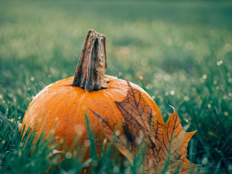 Soirée halloween à l'Hippocampe