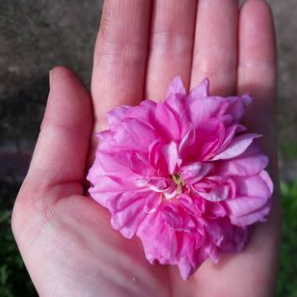 Fleur