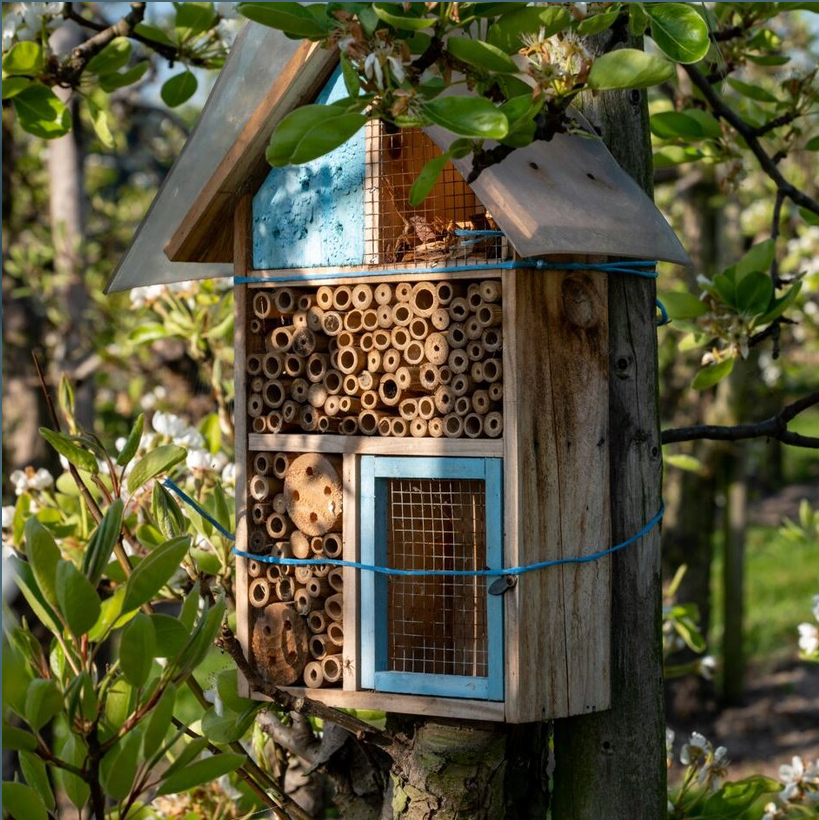 Atelier nature " Accueillir la biodiversité au jardin d'hiver " à Niort