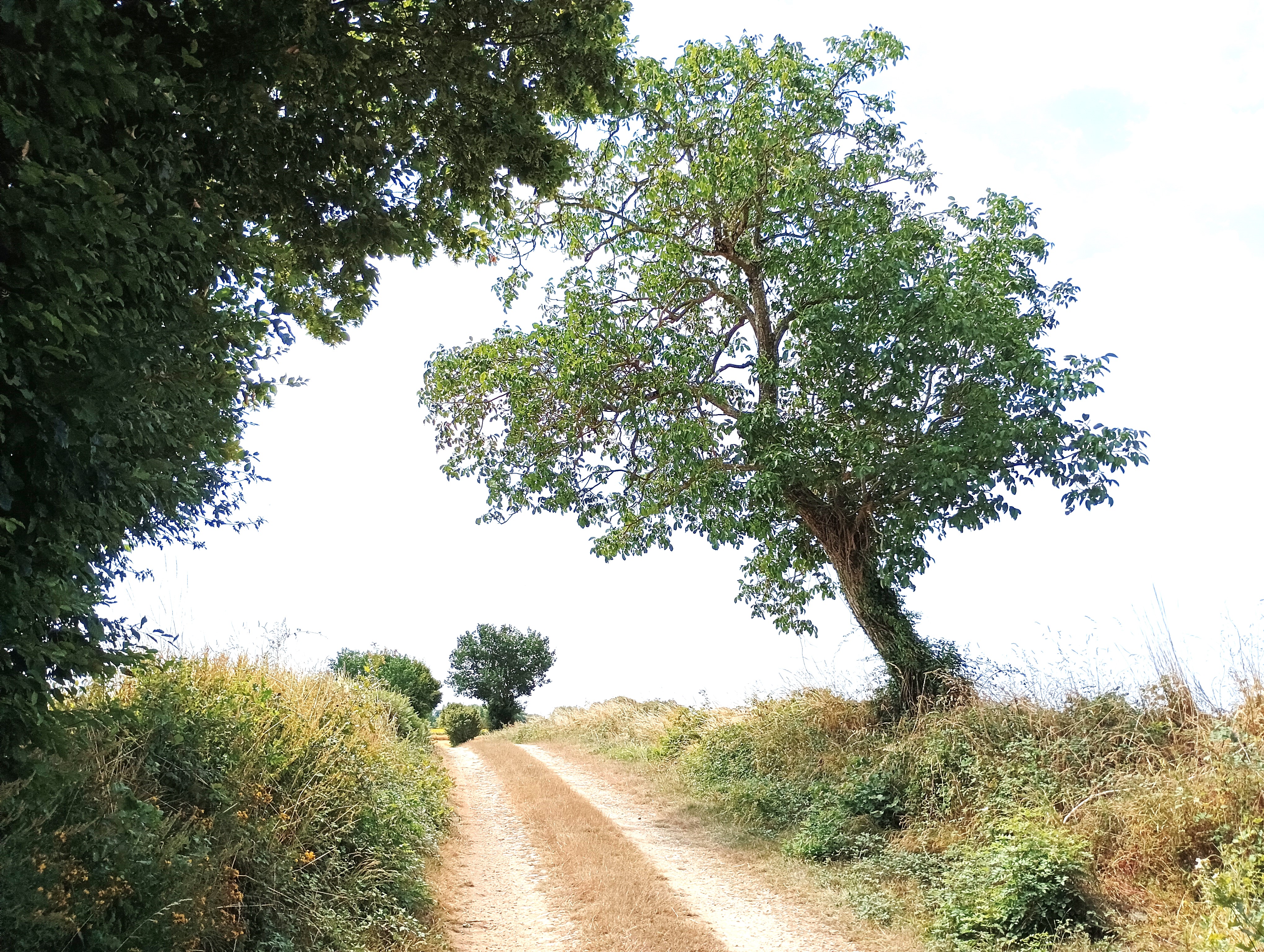 Saint-Coutant-sud - Saint-Coutant