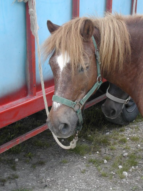 Centre equestre-Point vert