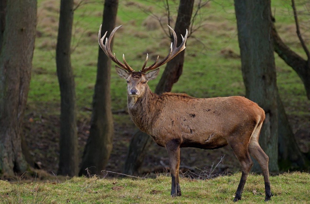 Soirée brame du cerf